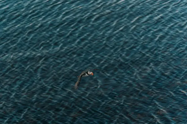 Atlantik martısı okyanus üzerinde Borgafjordur Eystri, Doğu İzlanda 'da uçuşun ortasında