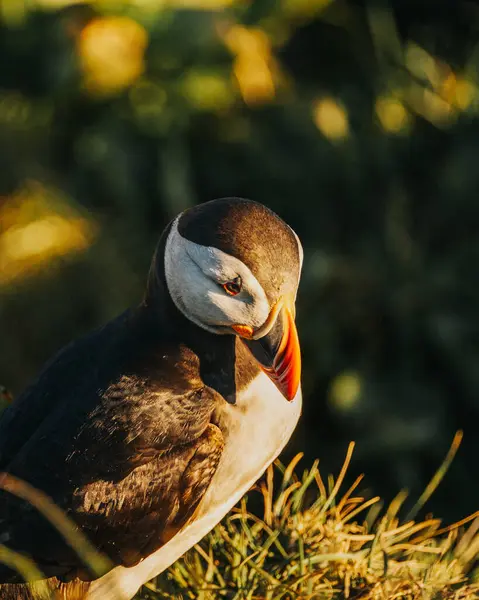 Doğu İzlanda, Borgafjordur Eystri 'de altın güneş ışığı altında Atlantik martısının yakın çekimi.