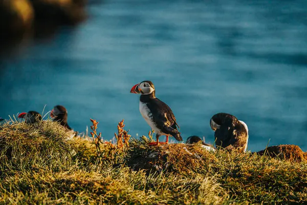 Borgafjordur Eystri, Doğu İzlanda 'da denize bakan çimenli bir uçurumda Atlantik martıları