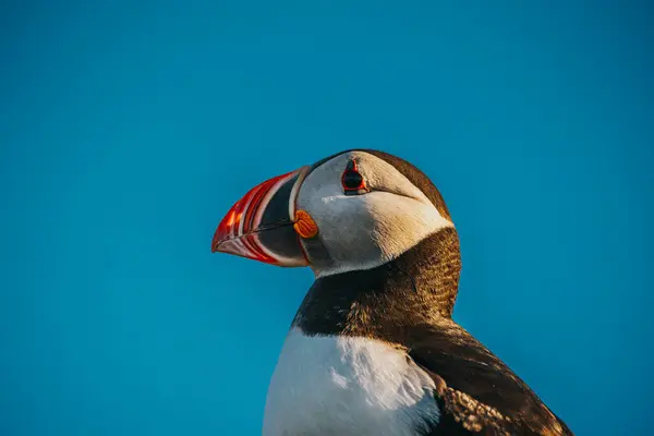 Doğu İzlanda, Borgafjordur Eystri 'de altın ışıklı bir Atlantik martısının yakın çekimi.