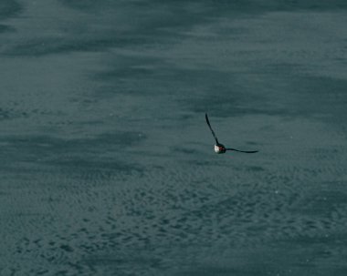 Atlantik martısı Güney İzlanda, Ingolshofdi 'deki kara kum plajında uçuyor.