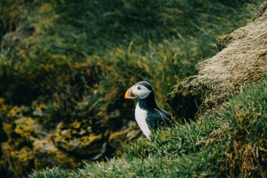 Güney İzlanda, Ingolshofdi 'de çimenli bir uçurumda duran Atlantik martısı..