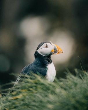 Atlantik martısı Güney İzlanda, Ingolshofdi 'deki çimenli kayalıklara tünedi.
