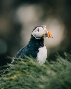 Atlantik martısı Güney İzlanda, Ingolshofdi 'deki çimenli kayalıklara tünedi.