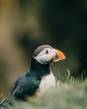 Güney İzlanda, Ingolshofdi 'de Atlantik martısına yakın çekim