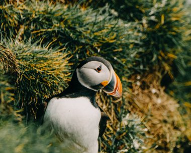Güney İzlanda, Ingolshofdi 'de çimenli kayalıklarda duran Atlantik martısı