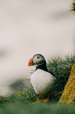 Güney İzlanda, Ingolshofdi 'de hafif yağmur sırasında çimenli bir uçurumda duran Atlantik martısı.