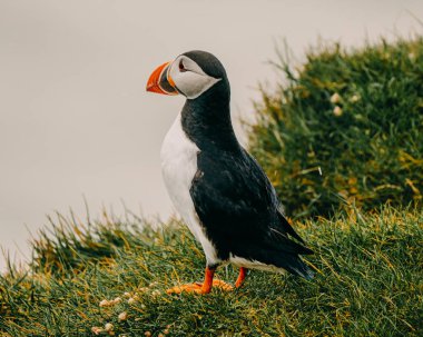 Güney İzlanda, Ingolshofdi 'de çimenli kayalıklarda duran Atlantik martısı