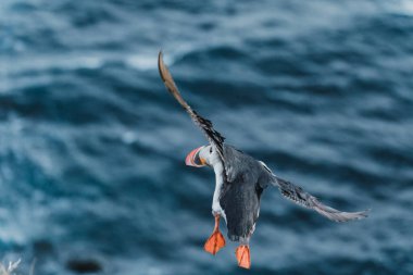 Atlantik martısı Latrabjarg, Westfijords, İzlanda 'da okyanus üzerinde uçuşun ortasında