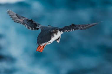 Atlantik martısı Latrabjarg, Westfijords, İzlanda 'da okyanus üzerinde uçuşun ortasında