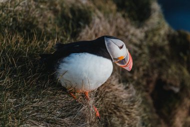 Atlantik martısı Latrabjarg, Westfjords, İzlanda 'daki çimenli kayalıklarda dinleniyor.