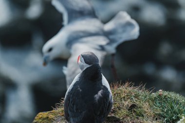 Atlantik martı ve deniz kuşu Latrabjarg, İzlanda 'da uçurumun kenarında etkileşim halindeler.