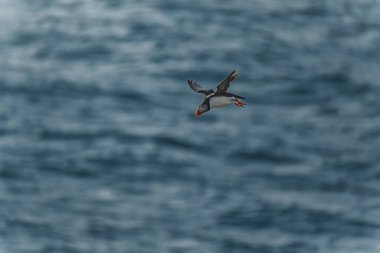 Atlantik martısı Latrabjarg, Westfijords, İzlanda 'da okyanus üzerinde uçuşun ortasında