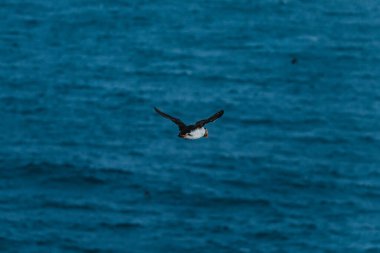 Atlantik martısı Latrabjarg, Westfijords, İzlanda 'da okyanus üzerinde uçuşun ortasında