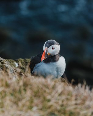 Atlantik martısı Latrabjarg, Westfjords, İzlanda 'da engebeli bir kıyı şeridine tünemişti.