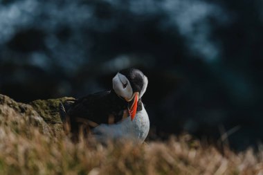 Atlantik martısı Latrabjarg, Westfjords, İzlanda 'daki çimenli kayalıklarda dinleniyor.