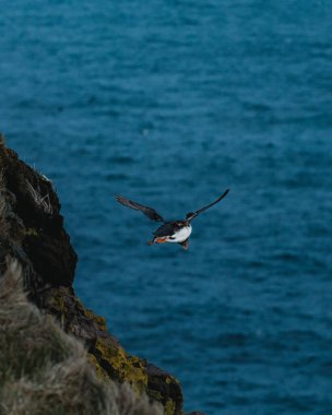 Atlantik martısı Latrabjarg, Westfijords, İzlanda 'da okyanus üzerinde uçuşun ortasında