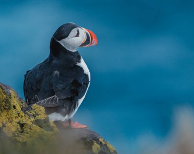 Atlantik martısı Latrabjarg, Westfjords, İzlanda 'da engebeli bir kıyı şeridine tünemişti.