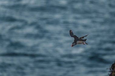 Atlantik martısı, İzlanda 'daki Latrabjarg kayalıklarında okyanusun üzerinde süzülüyor.