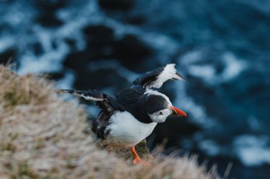 Atlantik martısı Latrabjarg, Westfjords, İzlanda 'da engebeli bir kıyı şeridine tünemişti.