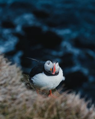 Atlantik martısı Latrabjarg, Westfjords, İzlanda 'daki çimenli kayalıklarda dinleniyor.
