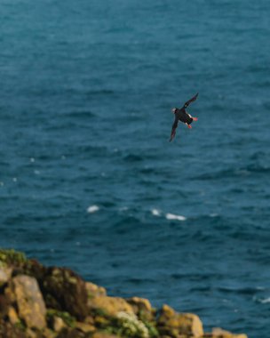 Atlantik martısı Latrabjarg, Westfijords, İzlanda 'da okyanus üzerinde uçuşun ortasında