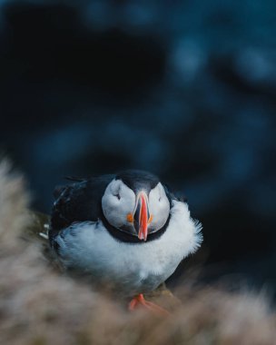 Atlantik martısı Latrabjarg, Westfjords, İzlanda 'da engebeli bir kıyı şeridine tünemişti.
