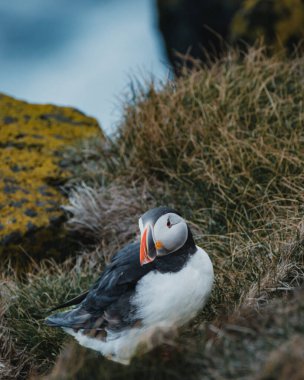 Atlantik martısı Latrabjarg, Westfjords, İzlanda 'daki çimenli kayalıklarda dinleniyor.