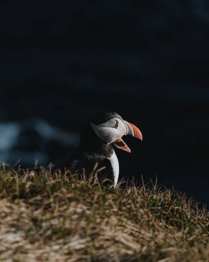 Atlantik martısı Latrabjarg, Westfjords, İzlanda 'da uçurumun kenarından sesleniyor.