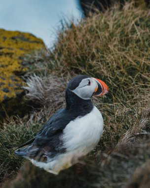 Atlantik martısı Latrabjarg, Westfjords, İzlanda 'daki çimenli kayalıklarda dinleniyor.