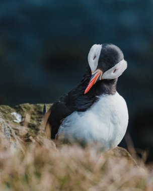 Atlantik martısı Latrabjarg, Westfjords, İzlanda 'daki çimenli kayalıklarda dinleniyor.