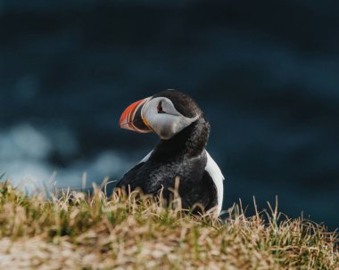 Atlantik martısı Latrabjarg, Westfjords, İzlanda 'da engebeli bir kıyı şeridine tünemişti.