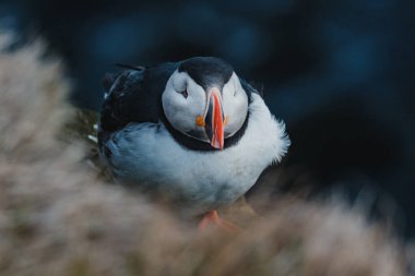 Atlantik martısı Latrabjarg, Westfjords, İzlanda 'daki çimenli kayalıklarda dinleniyor.