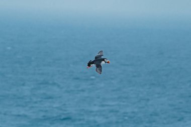 Atlantik martısı Latrabjarg, Westfijords, İzlanda 'da okyanus üzerinde uçuşun ortasında