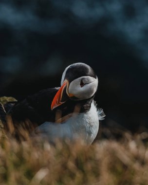 Atlantik martısı Latrabjarg, Westfjords, İzlanda 'daki çimenli kayalıklarda dinleniyor.