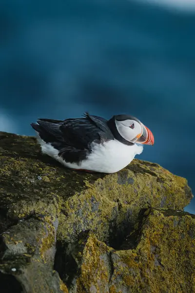 Atlantik martısı Latrabjarg, Westfijords, İzlanda 'daki yosunlu yamaçta tünemişti.