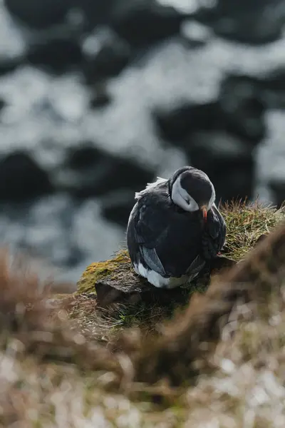 Atlantik martısı Latrabjarg, Westfjords, İzlanda 'daki çimenli kayalıklarda dinleniyor.