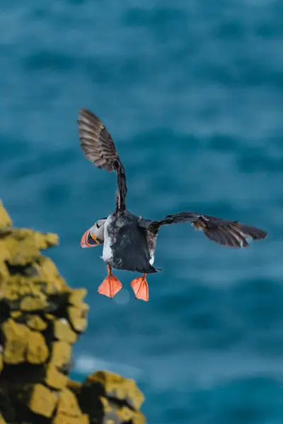 Atlantik martısı Latrabjarg, Westfijords, İzlanda 'da okyanus üzerinde uçuşun ortasında