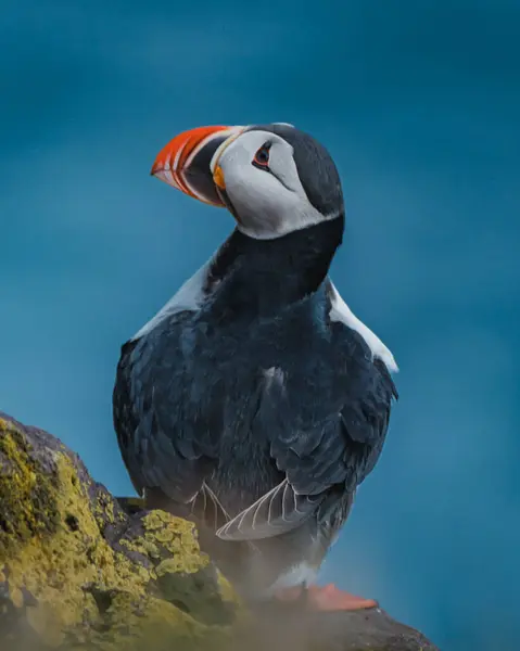 Atlantik martısı Latrabjarg, Westfjords, İzlanda 'da engebeli bir kıyı şeridine tünemişti.
