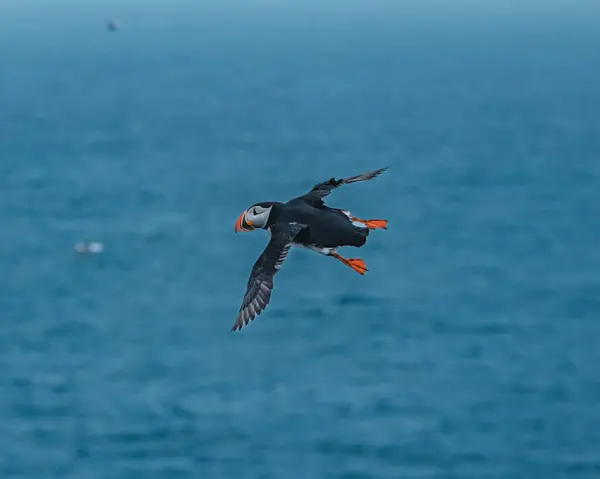 Atlantik martısı Latrabjarg, Westfijords, İzlanda 'da okyanus üzerinde uçuşun ortasında