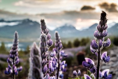 Faşkrudsfjordur, Doğu İzlanda dağlarında gün batımında açan lupinler.