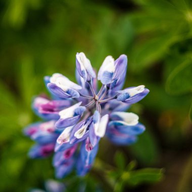 Faşkrudsfjordur, Doğu İzlanda dağlarında gün batımında açan lupinler.