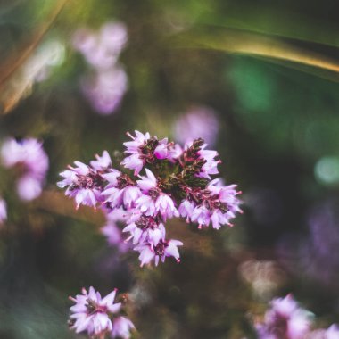 Faşkrudsfjordur, Doğu İzlanda 'da çiçek açan kutup kekiğinin yakın çekimi