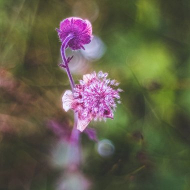 Faşkrudsfjordur, Doğu İzlanda 'da su damlacıkları olan mor kır çiçeği.