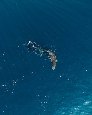 Kambur balina Moorea Adası, Polinezya açıklarında derin mavi okyanusta yüzeye çıkar.
