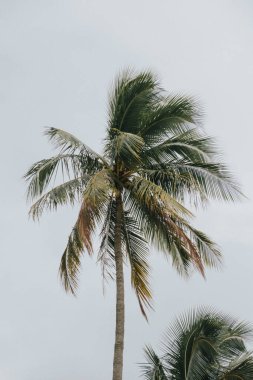 Uzun hindistan cevizi palmiyesi tropikal esintide sallanıyor Moorea Adası, Fransız Polinezyası 'nda bulutlu bir gökyüzüne karşı.