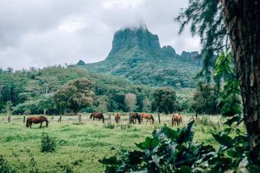 Moorea Adası, Fransız Polinezyası 'nda arka planda yükselen Rotui Dağı ile yemyeşil bir çayırda otlayan atlar. 