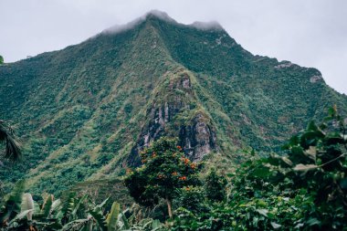 Bereketli volkanik dağ manzarası canlı tropikal bitki örtüsü ve Moorea Adası 'ndaki sisli tepeler, Fransız Polinezyası.