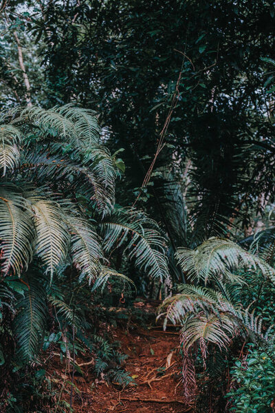 Lush tropical jungle trail with ferns on Moorea Island, French Polynesia.