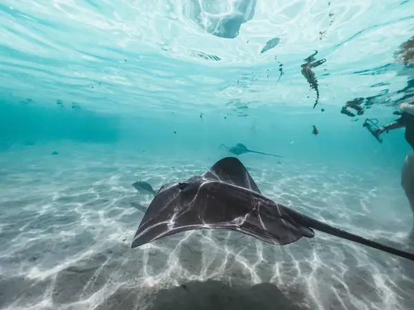 Stingray, Moorea, Tahiti 'nin sığ ve berrak sularında zarifçe yüzer..